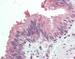 MDFI Antibody in Immunohistochemistry (Paraffin) (IHC (P))