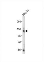 CEACAM1 Antibody in Western Blot (WB)