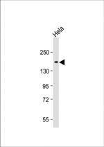 CEACAM1 Antibody in Western Blot (WB)