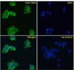 Fibrillin 1 Antibody in Immunocytochemistry (ICC/IF)