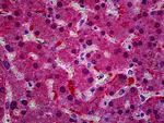 KCNN4 Antibody in Immunohistochemistry (Paraffin) (IHC (P))