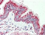 TTLL4 Antibody in Immunohistochemistry (Paraffin) (IHC (P))