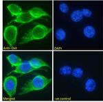 Oxytocin Antibody in Immunocytochemistry (ICC/IF)