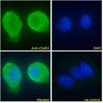 C5AR1 Antibody in Immunocytochemistry (ICC/IF)