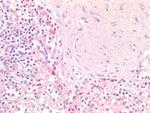 Oct-2 Antibody in Immunohistochemistry (Paraffin) (IHC (P))