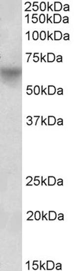 Oct-2 Antibody in Western Blot (WB)