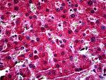 Myb Antibody in Immunohistochemistry (Paraffin) (IHC (P))