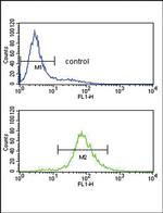 BCL6 Antibody in Flow Cytometry (Flow)