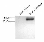 UGT8 Antibody in Western Blot (WB)