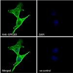 GPR183 Antibody in Immunocytochemistry (ICC/IF)