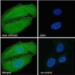 GPR183 Antibody in Immunocytochemistry (ICC/IF)