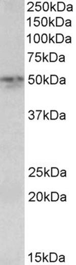 Synaptotagmin 2 Antibody in Western Blot (WB)