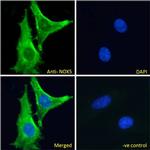 NOX5 Antibody in Immunocytochemistry (ICC/IF)