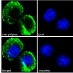 p47phox Antibody in Immunocytochemistry (ICC/IF)