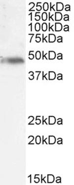 p47phox Antibody in Western Blot (WB)