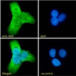 RAN Antibody in Immunocytochemistry (ICC/IF)