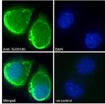 OATP2 Antibody in Immunocytochemistry (ICC/IF)