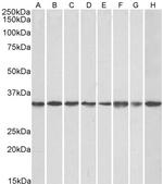 RACK1 Antibody in Western Blot (WB)