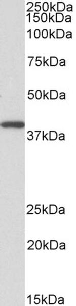 GNAQ Antibody in Western Blot (WB)