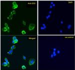 Doublecortin Antibody in Immunocytochemistry (ICC/IF)