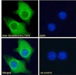 Doublecortin Antibody in Immunocytochemistry (ICC/IF)