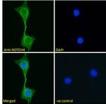 NOTCH4 Antibody in Immunocytochemistry (ICC/IF)