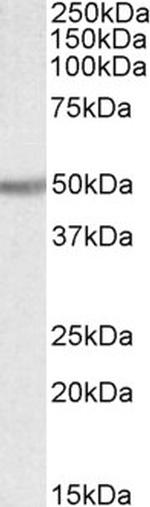 UGT2B Antibody in Western Blot (WB)