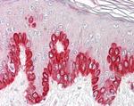 SIRT1 Antibody in Immunohistochemistry (Paraffin) (IHC (P))