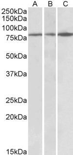 PAPD5 Antibody in Western Blot (WB)