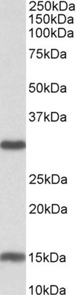 SIRT3 Antibody in Western Blot (WB)