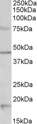 HTR1A Antibody in Western Blot (WB)