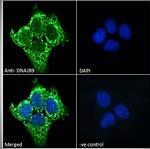 DNAJB9 Antibody in Immunocytochemistry (ICC/IF)