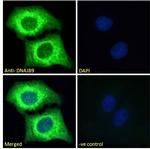 DNAJB9 Antibody in Immunocytochemistry (ICC/IF)