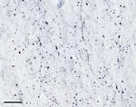 TPH2 Antibody in Immunohistochemistry (PFA fixed) (IHC (PFA))