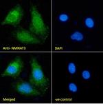 NMNAT3 Antibody in Immunocytochemistry (ICC/IF)