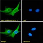 CYP1A1 Antibody in Immunocytochemistry (ICC/IF)