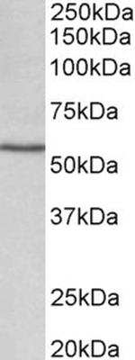 CYP1A1 Antibody in Western Blot (WB)