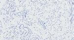 NPR3 Antibody in Immunohistochemistry (Paraffin) (IHC (P))