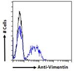 Vimentin Antibody in Flow Cytometry (Flow)