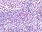 STAT5 alpha Antibody in Immunohistochemistry (Paraffin) (IHC (P))