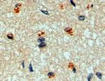 MFNG Antibody in Immunohistochemistry (Paraffin) (IHC (P))