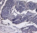 PCNA Antibody in Immunohistochemistry (Paraffin) (IHC (P))