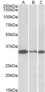 PCNA Antibody in Western Blot (WB)