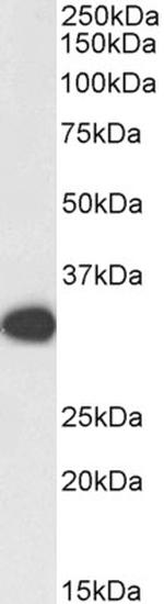 PCNA Antibody in Western Blot (WB)