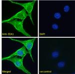 EEA1 Antibody in Immunocytochemistry (ICC/IF)