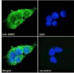 BMP-2 Antibody in Immunocytochemistry (ICC/IF)