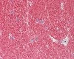 alpha Synuclein Antibody in Immunohistochemistry (Paraffin) (IHC (P))