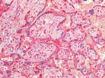 VCP Antibody in Immunohistochemistry (Paraffin) (IHC (P))