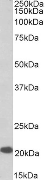 CSP alpha Antibody in Western Blot (WB)