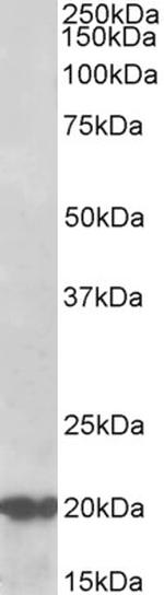 CSP alpha Antibody in Western Blot (WB)